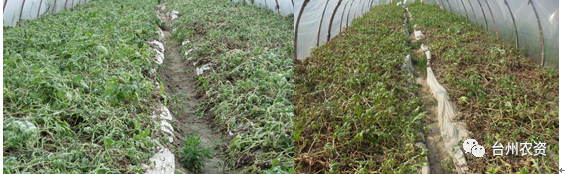 臺(tái)州農(nóng)資 臺(tái)州農(nóng)資