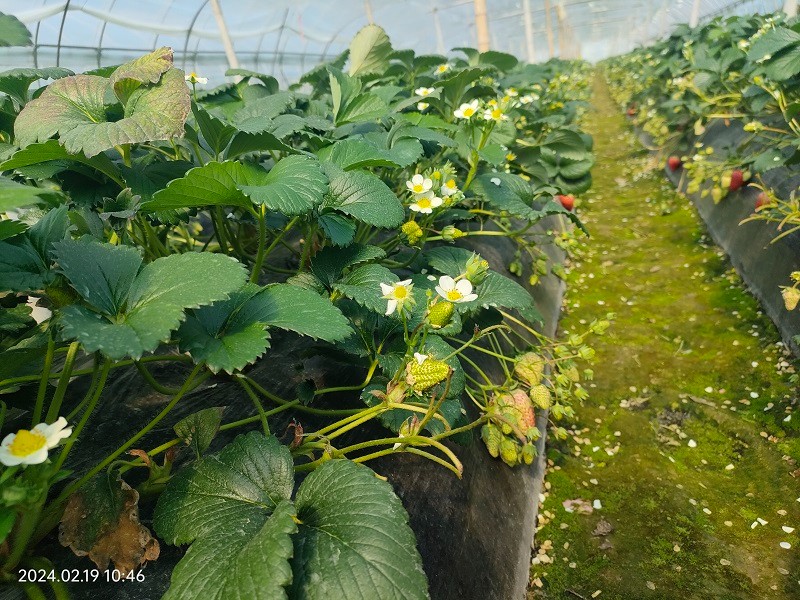 臺州農(nóng)資 臺州農(nóng)資